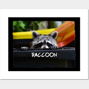 Raccoon Posters and Art